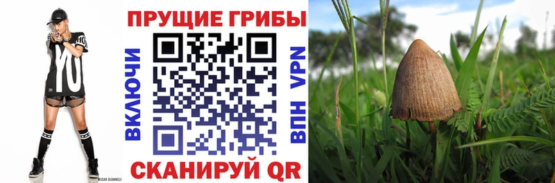 Псилоцибиновые грибы мицелий  наркотики  Балахна 